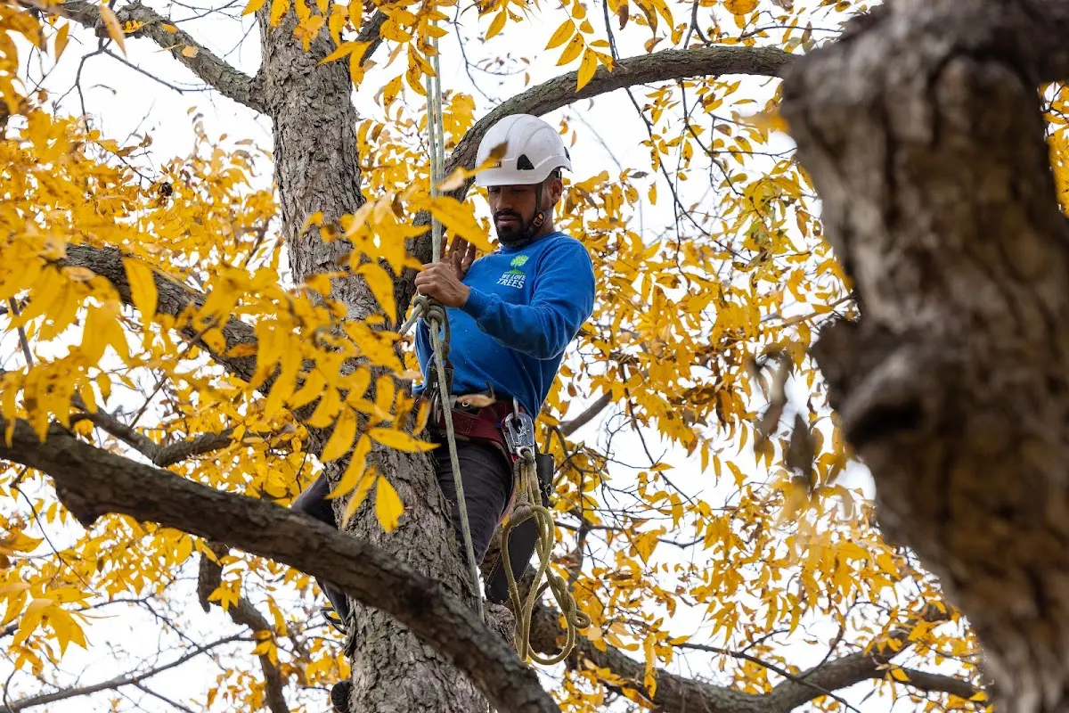 Skilled Tree Transplanting crew working in Westlake